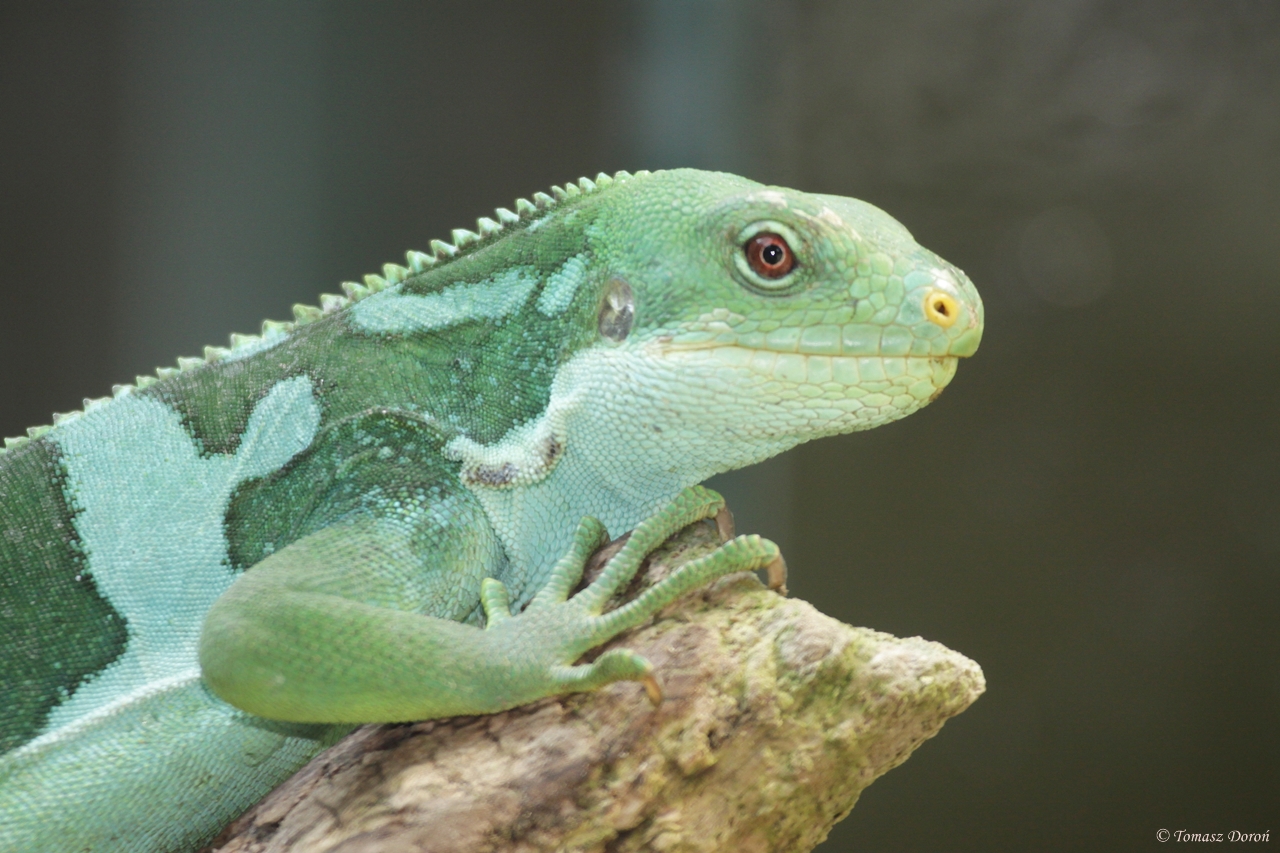 Fiji Banded Iguana (Brachylophus fasciatus)