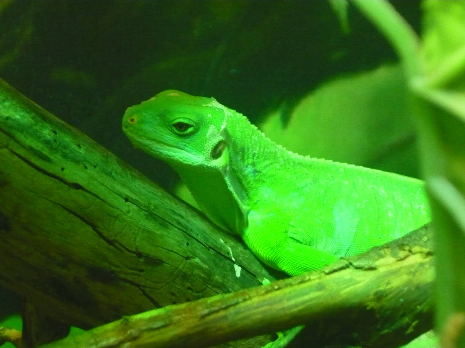 Fiji banded iguana (Brachylophus fasciatus)