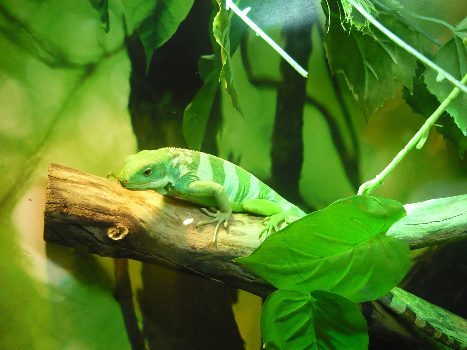 Fiji banded iguana (Brachylophus fasciatus)
