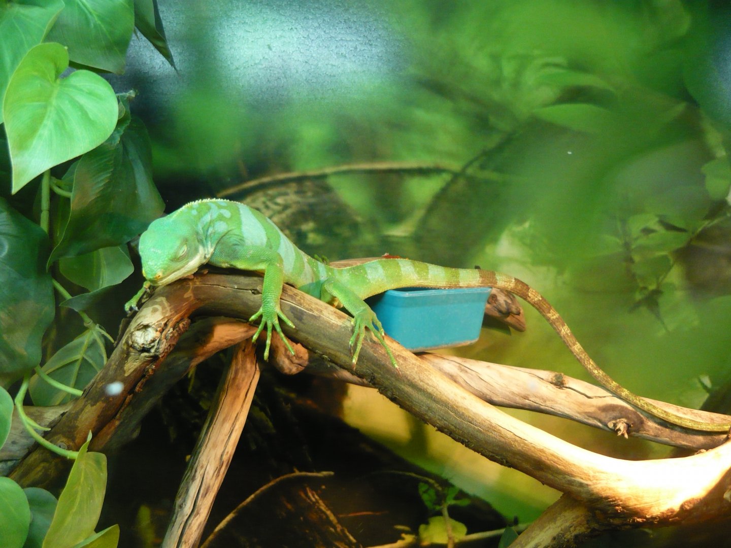 Fiji banded iguana (Brachylophus fasciatus)