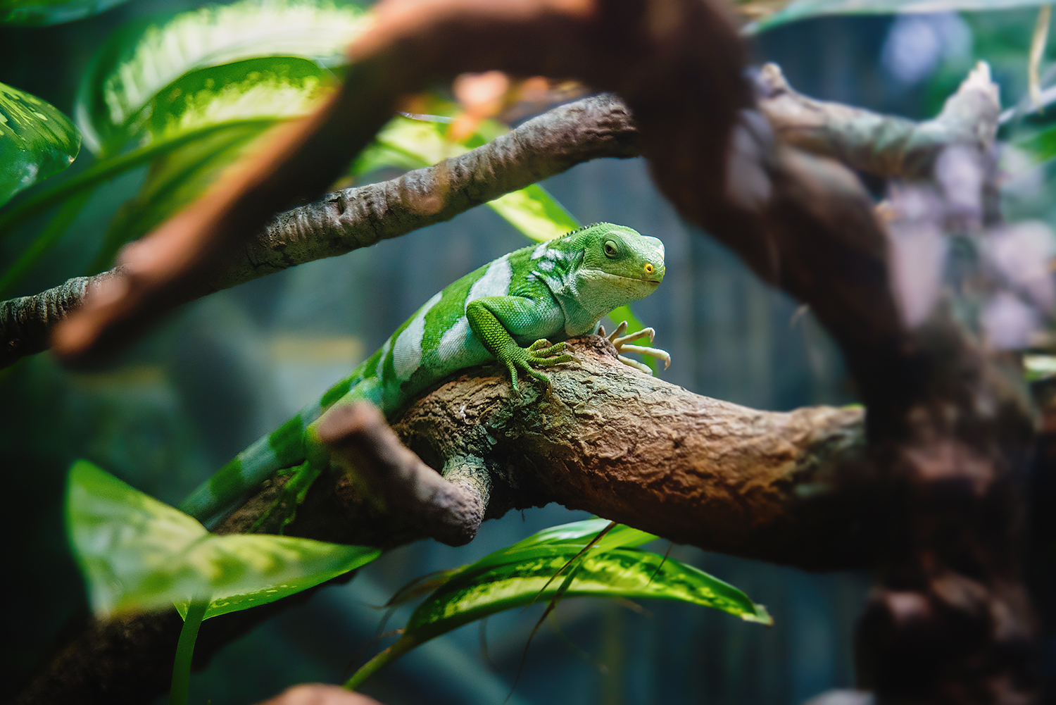 Fiji Banded Iguana (Brachylophus fasciatus)