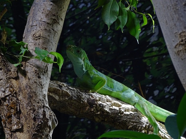 Fiji banded iguana (Brachylophus fasciatus)