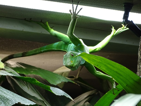 Fiji banded iguana (Brachylophus fasciatus)