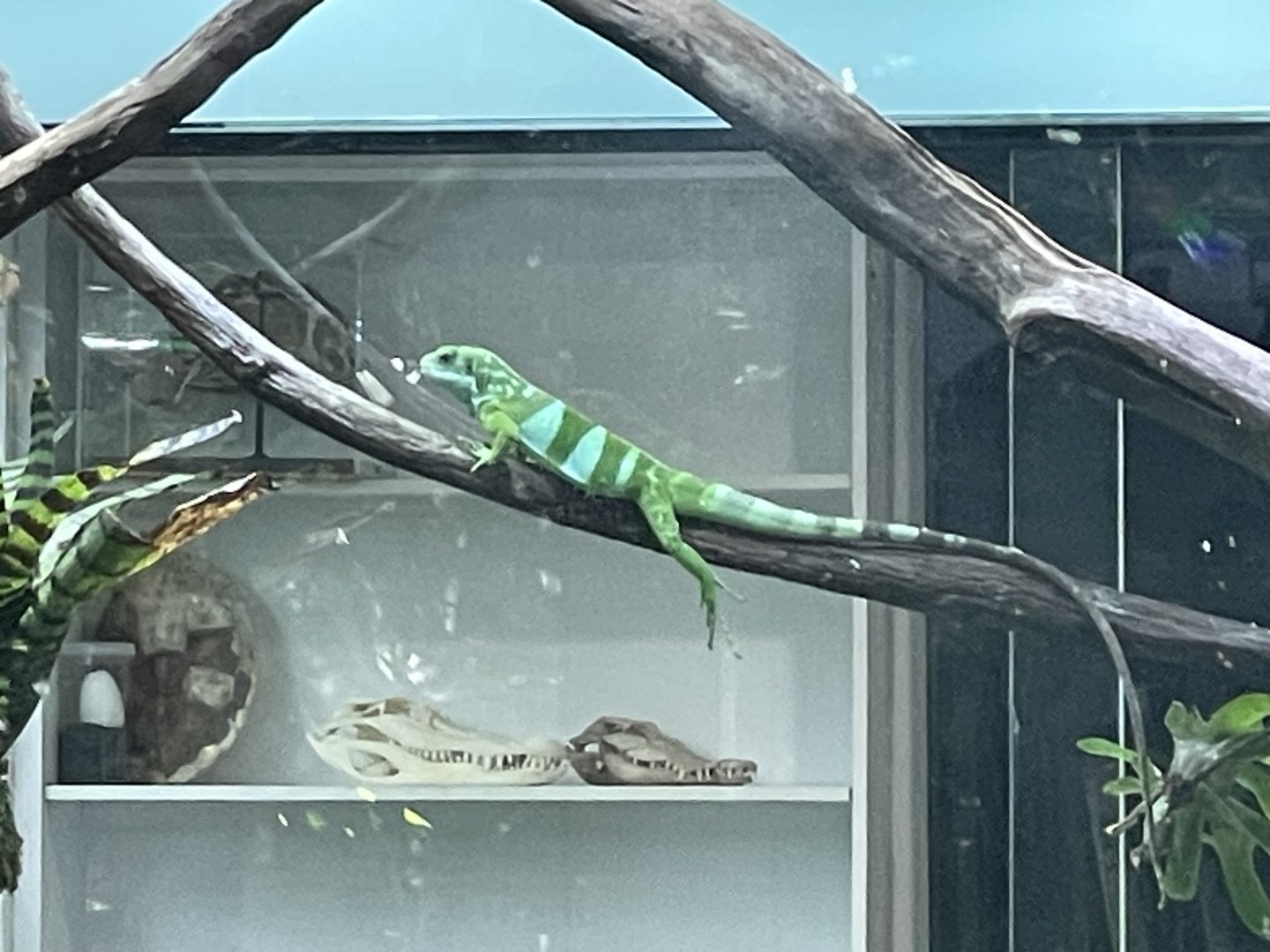 Fiji Banded Iguana (Brachylophus fasciatus)