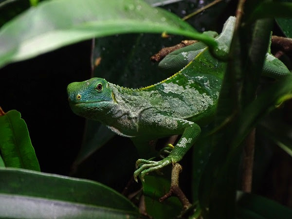 Fiji banded iguana (Brachylophus fasciatus)