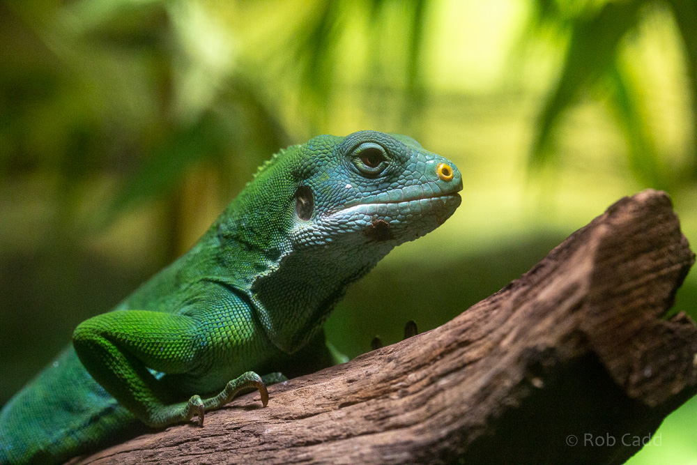 Fiji banded iguana : Cotswold WP : 14 Jun 2019