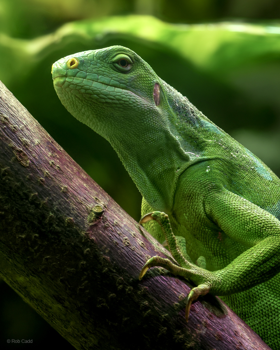 Fiji banded iguana : Cotswold WP : 14 Mar 2025