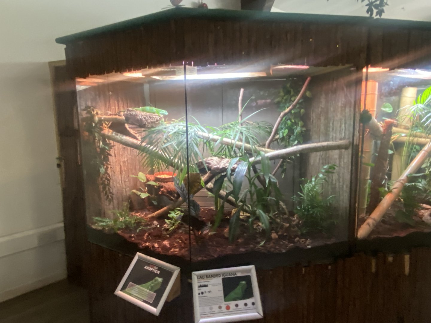 Fiji banded iguana exhibit 050925