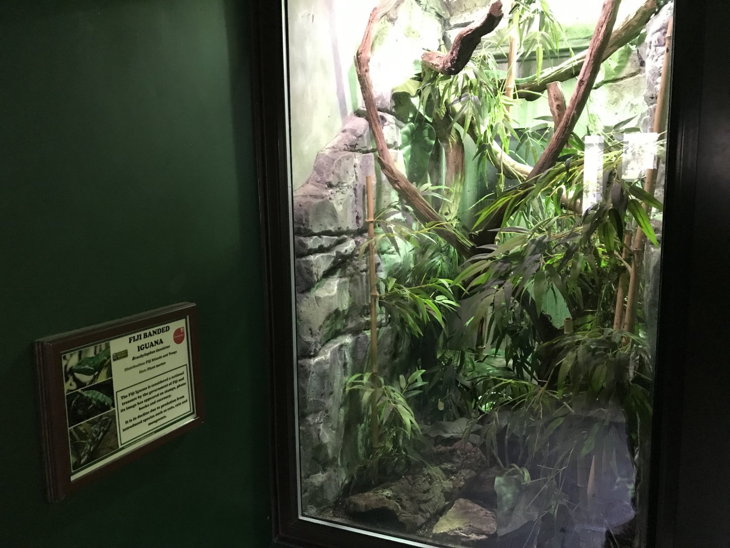 Fiji banded iguana exhibit 071019