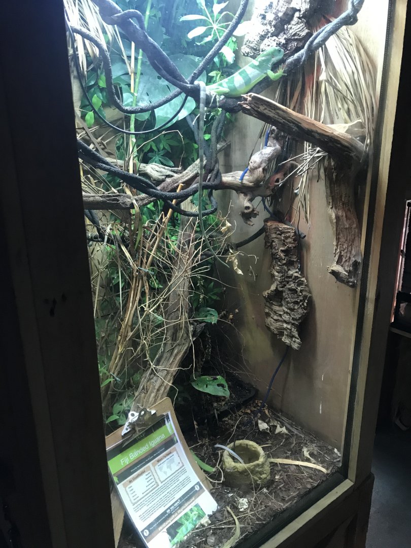 Fiji banded iguana exhibit 251019