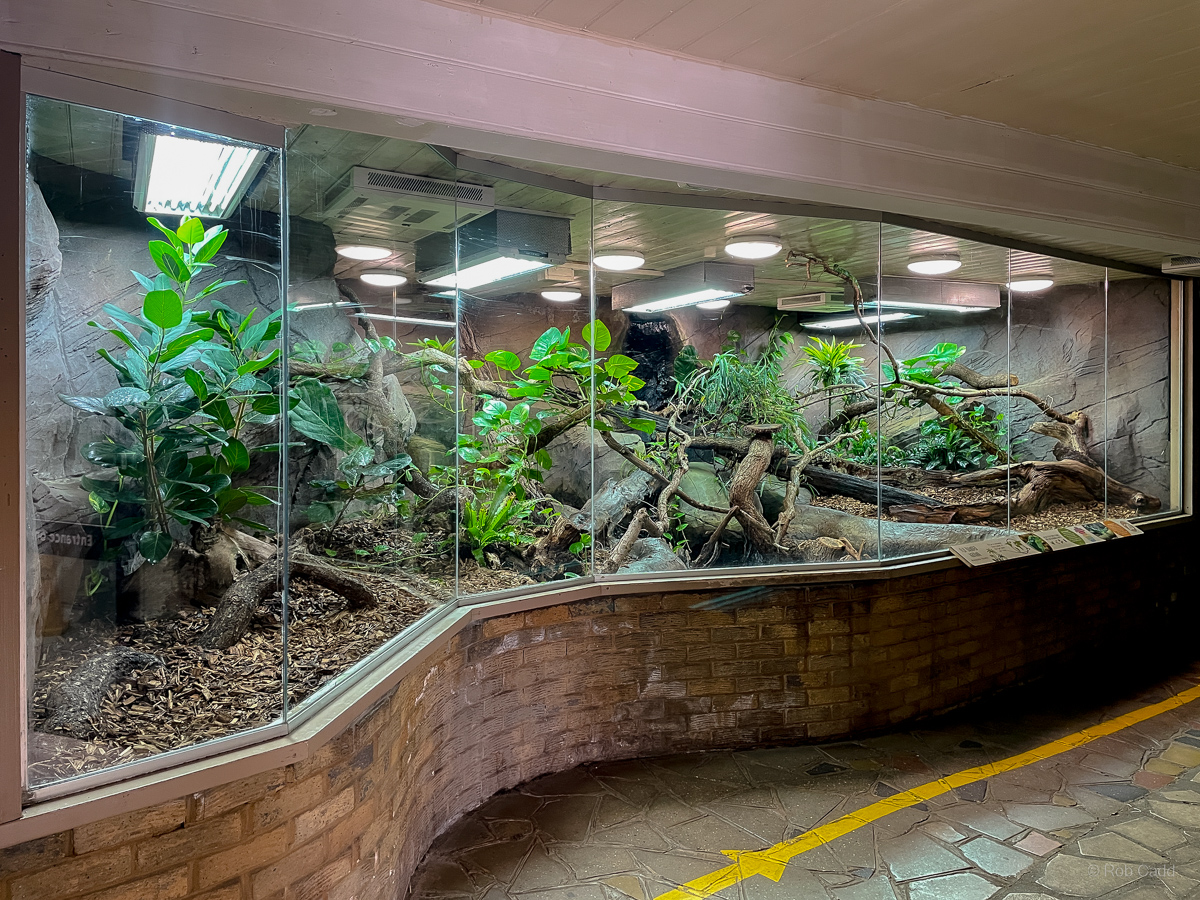 Fiji banded iguana (exhibit) : Colchester Zoo : 17 Jul 2025