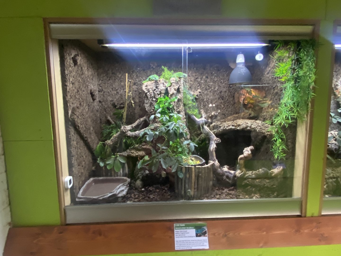 Fiji banded iguana exhibit - IOW Reptilarium 150923