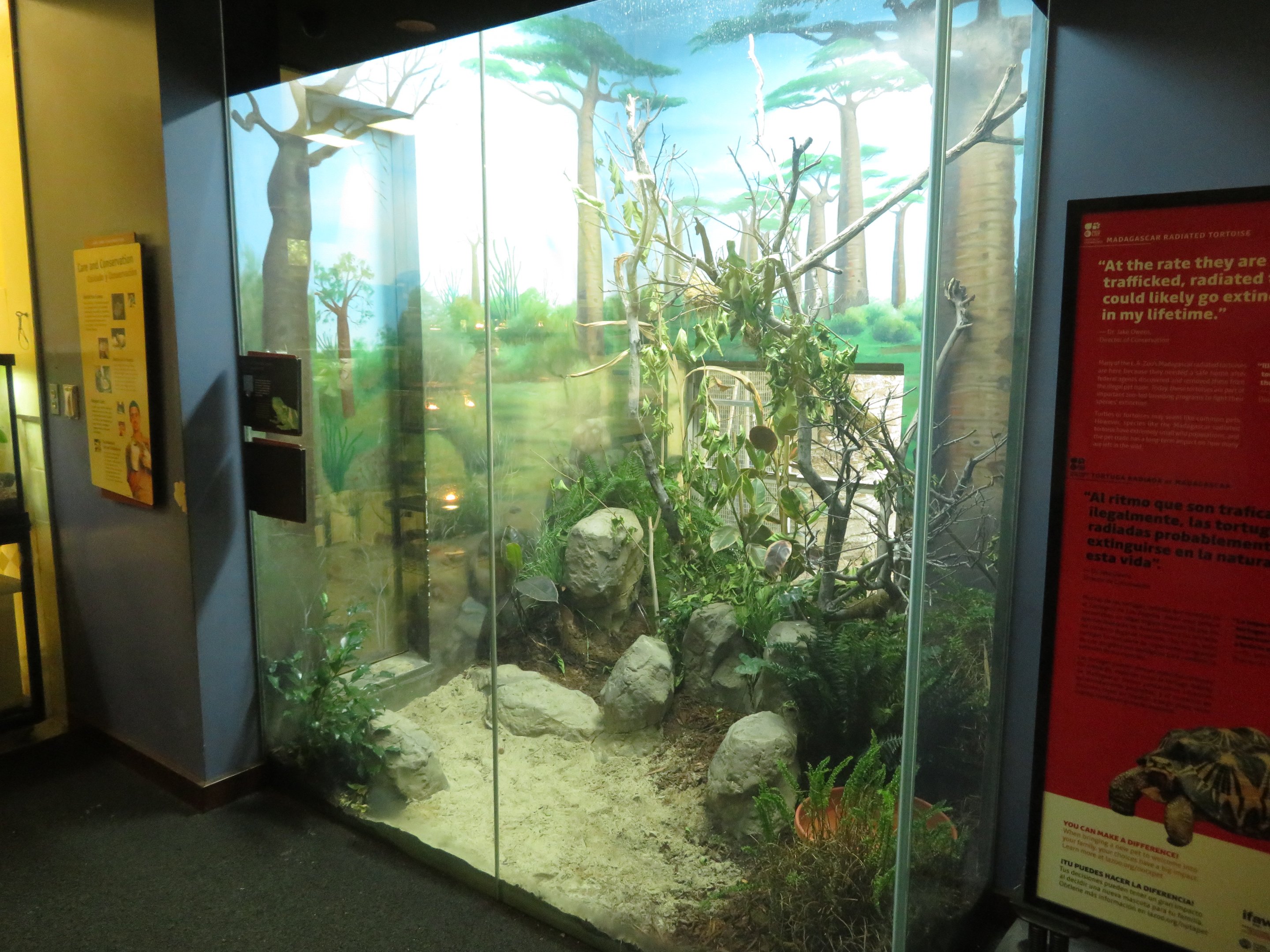 Fiji Banded Iguana Exhibit