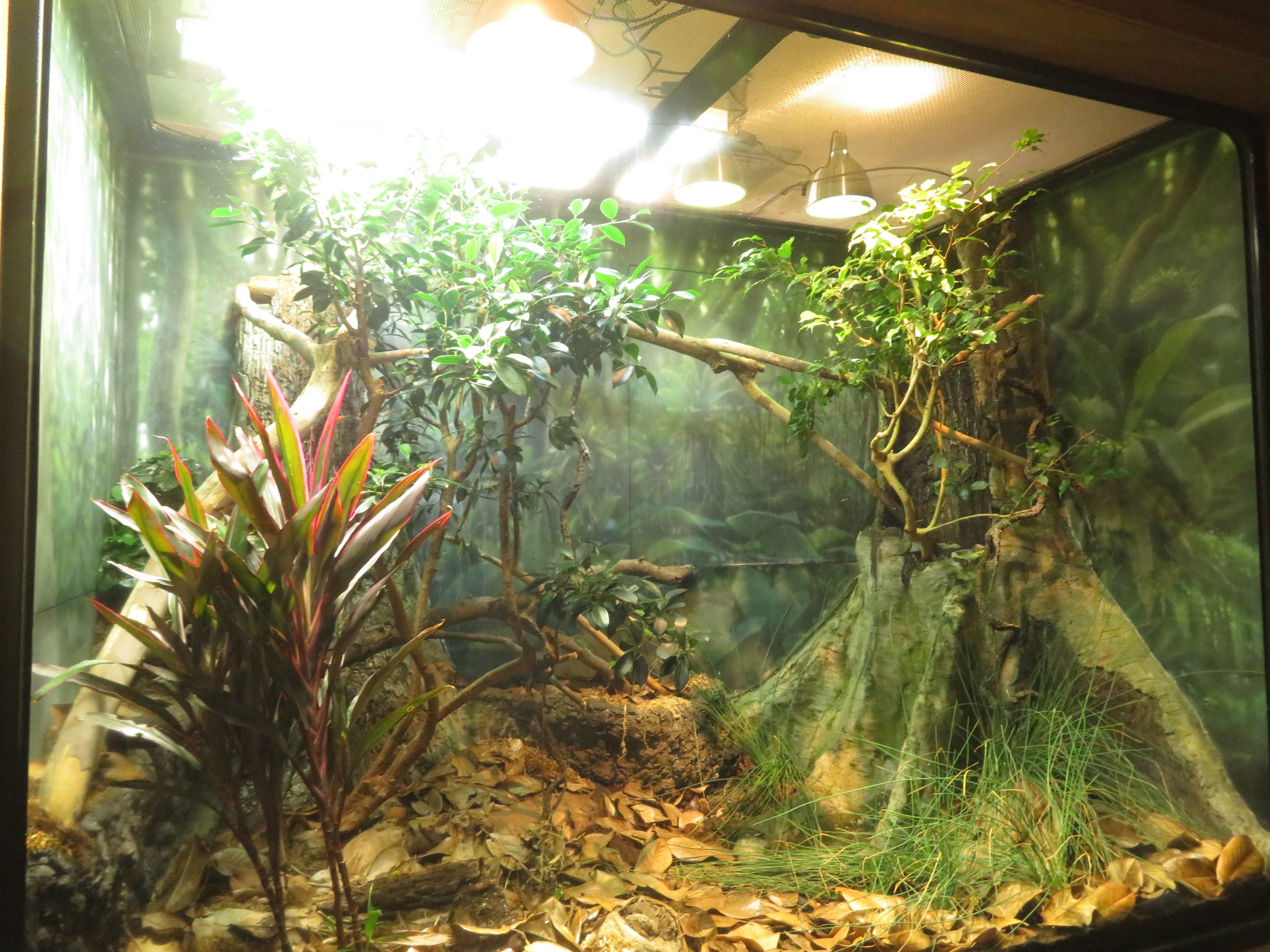 Fiji Banded Iguana Exhibit