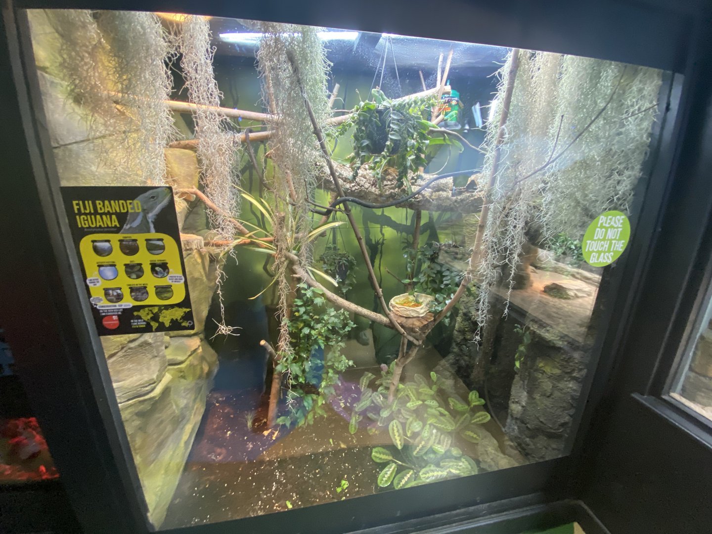 Fiji-banded iguana exhibit