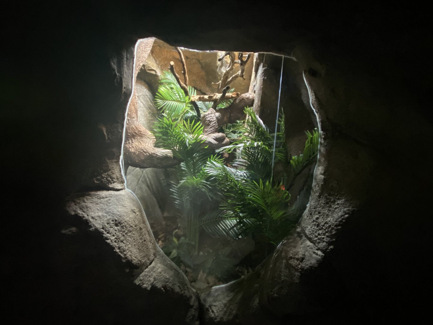 Fiji-banded iguana exhibit