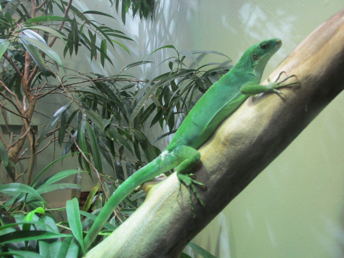fiji banded iguana iguana