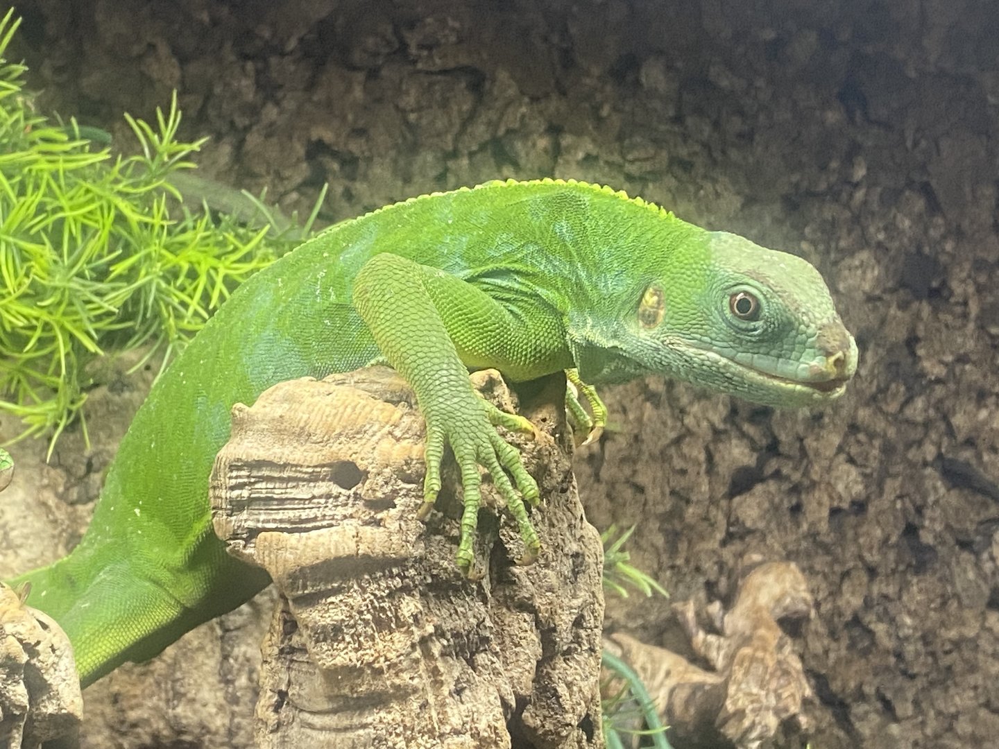 Fiji banded iguana - IOW Reptilarium 150923