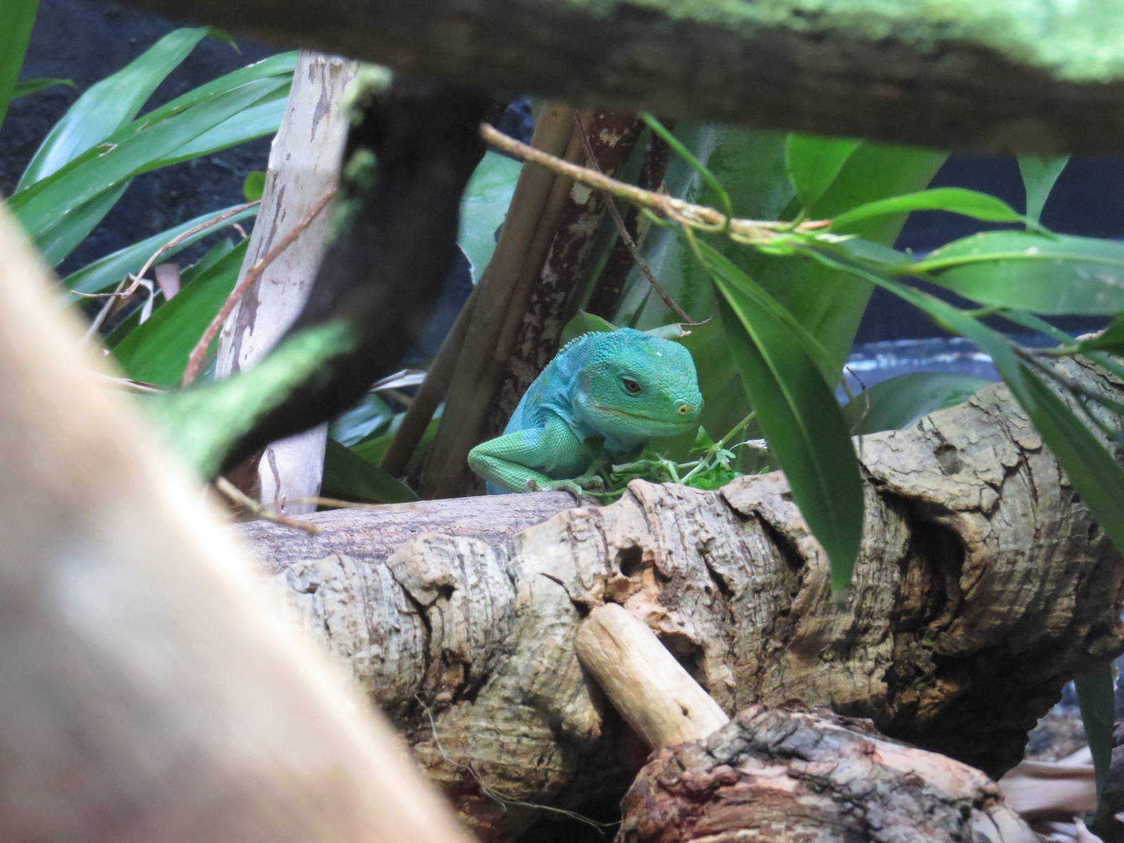 Fiji banded iguana, July 2015.
