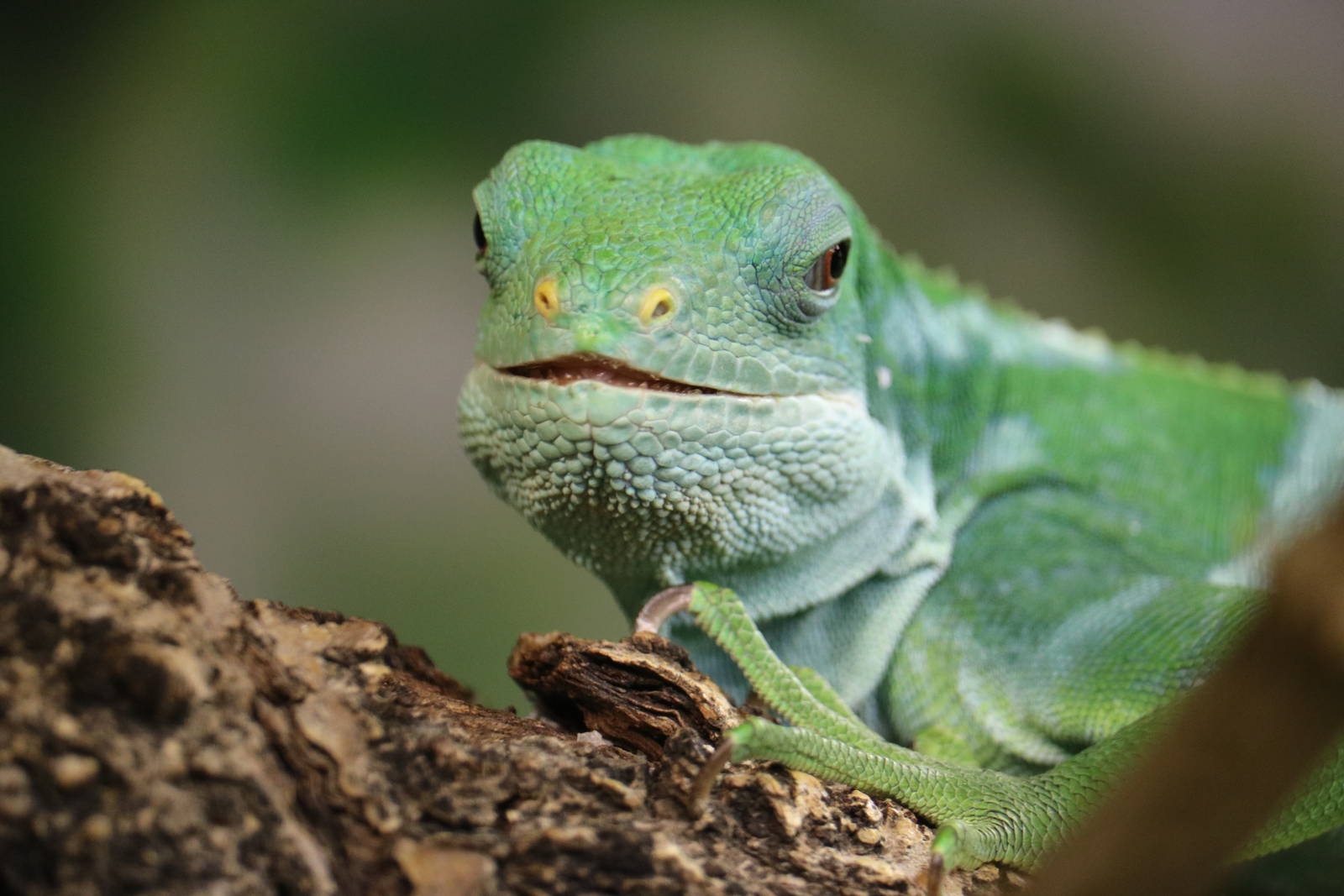 Fiji banded iguana, September 2015