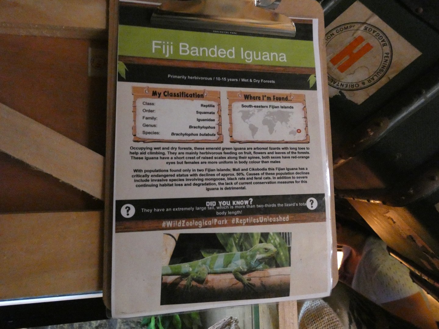 Fiji banded iguana signage