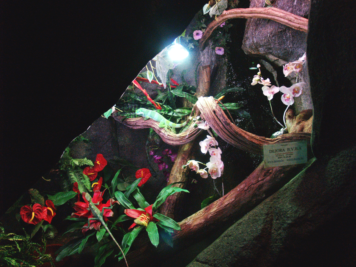 Fiji banded iguana terrarium, 2009-04-14