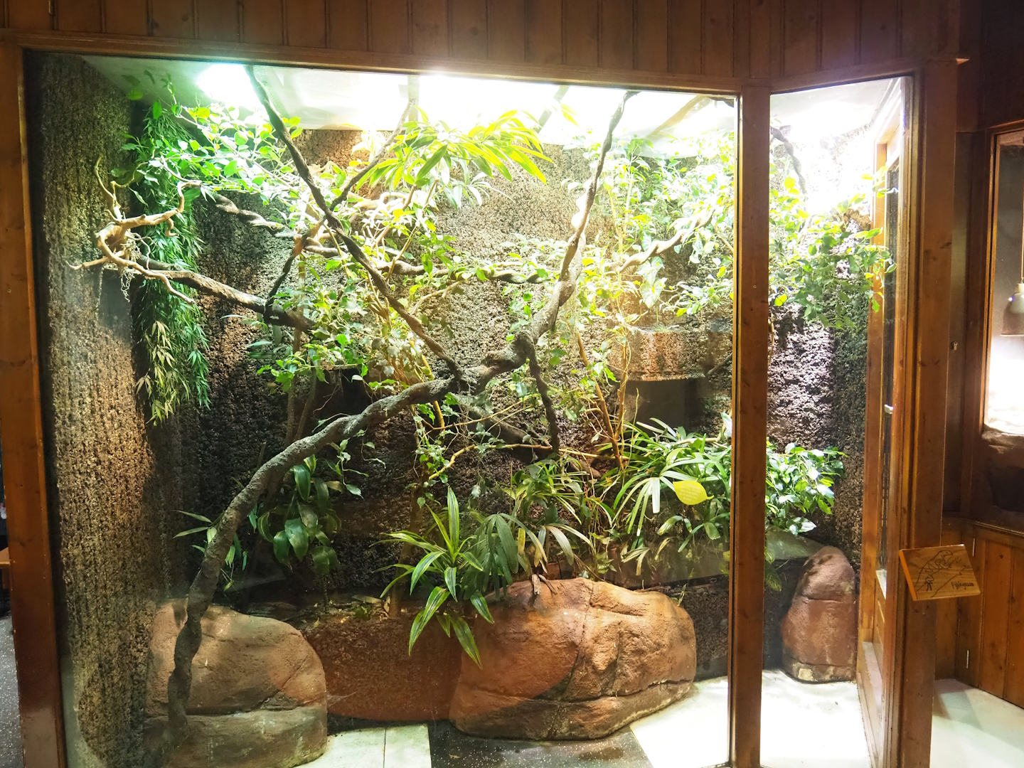 Fiji banded iguana terrarium, 2023-09-24