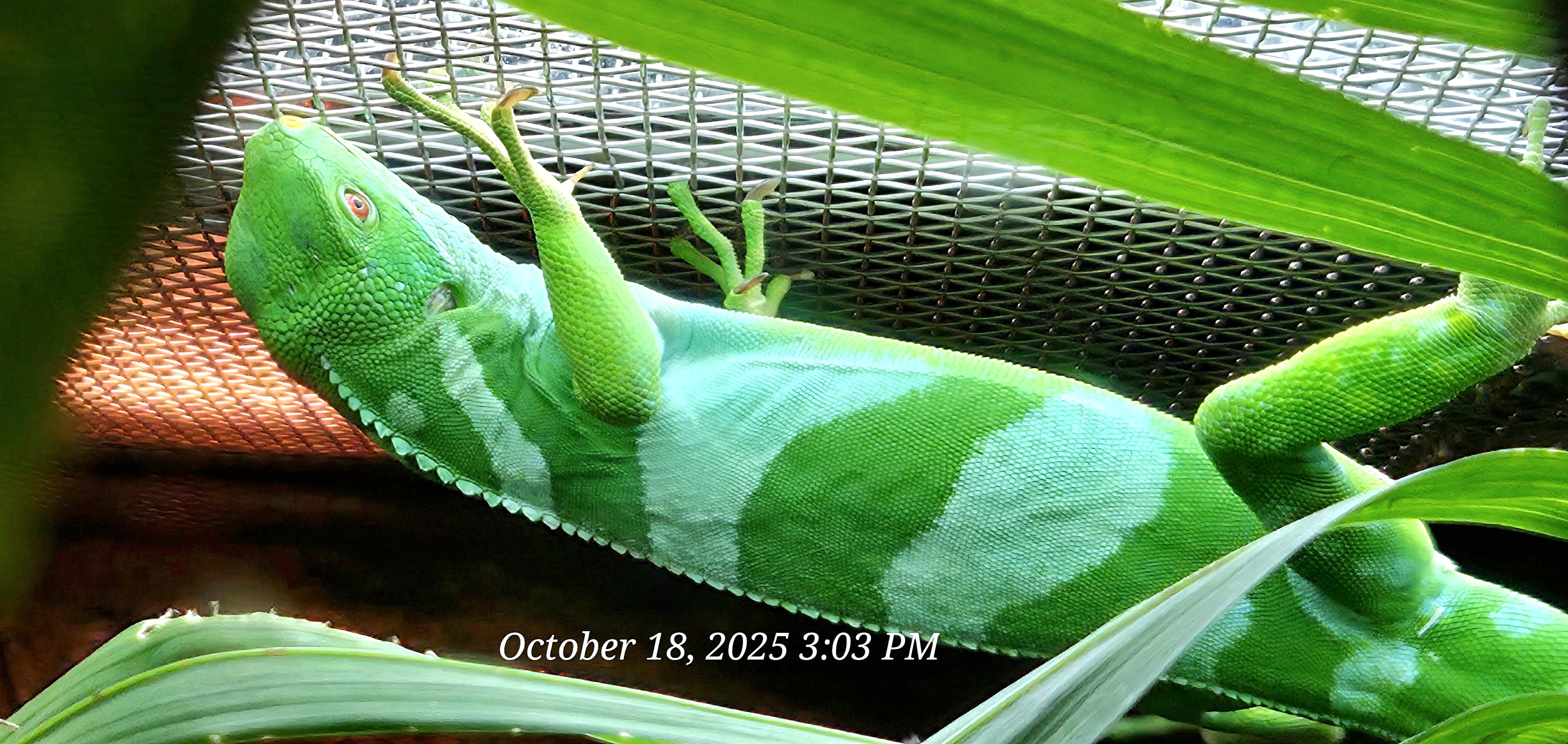 Fiji Banded Iguana - Zoo Knoxville