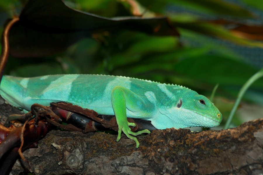 Fiji banded iguana
