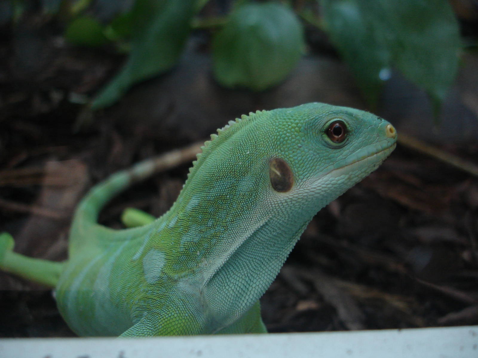 Fiji Banded Iguana