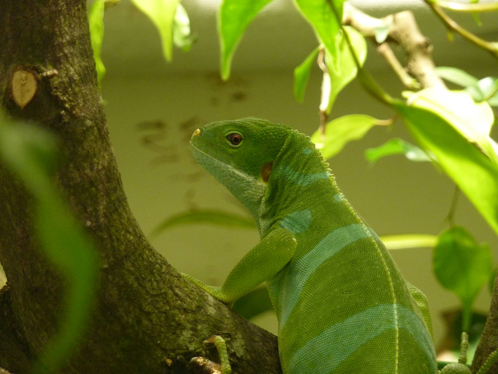 Fiji banded iguana