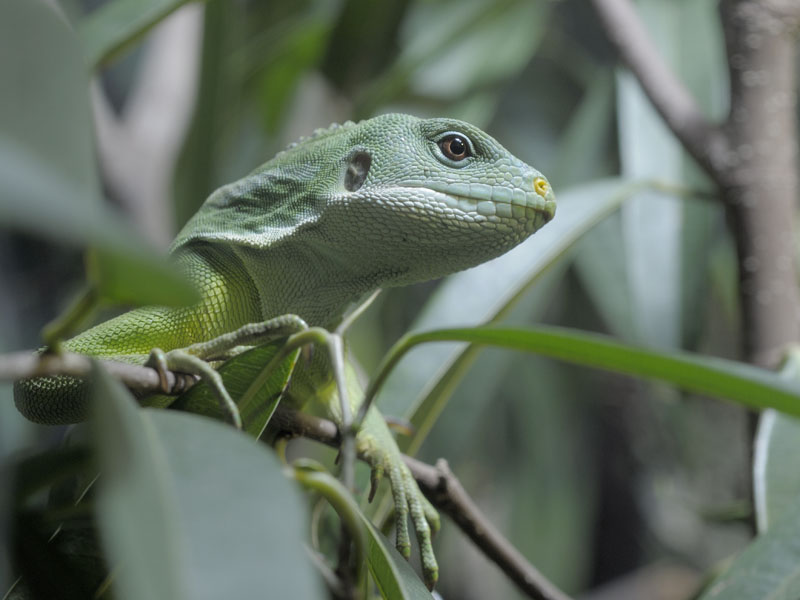Fiji banded iguana