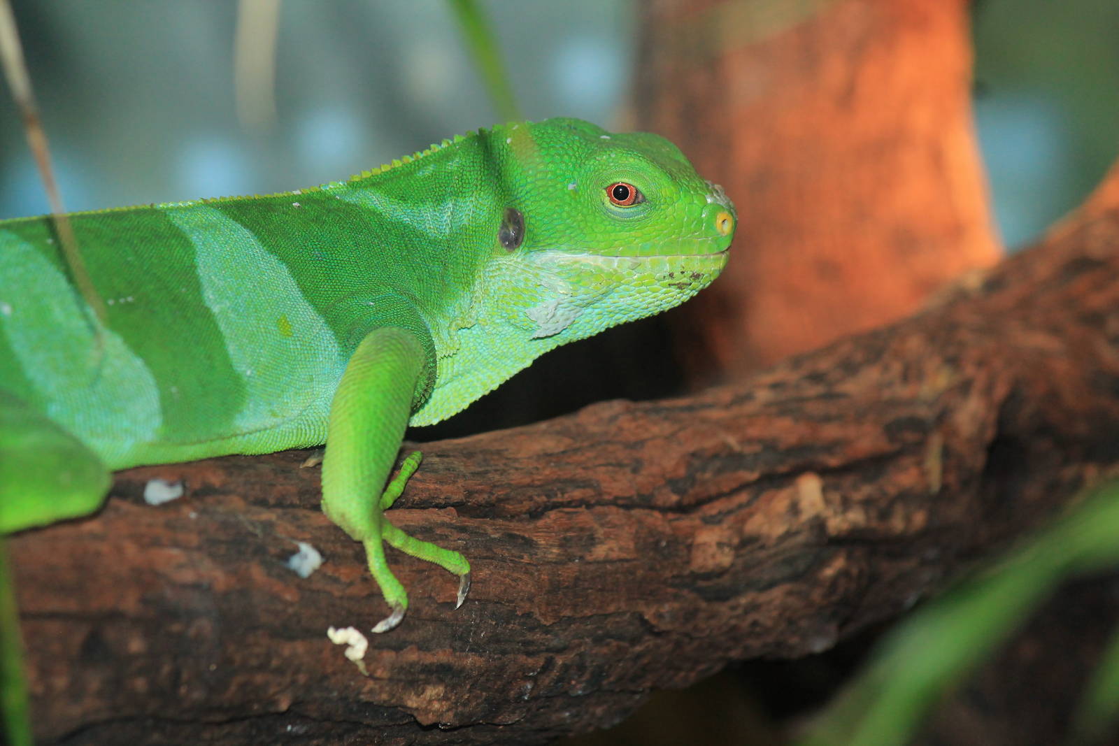 Fiji Banded Iguana