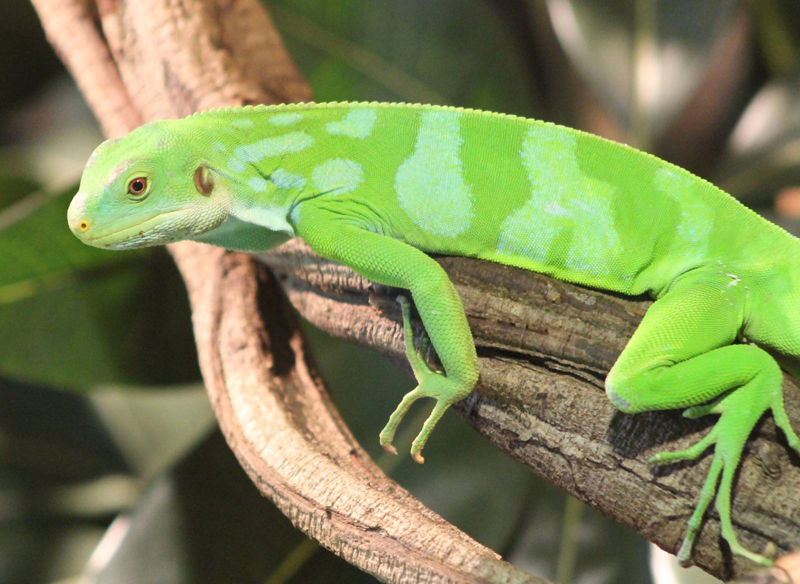 Fiji banded iguana