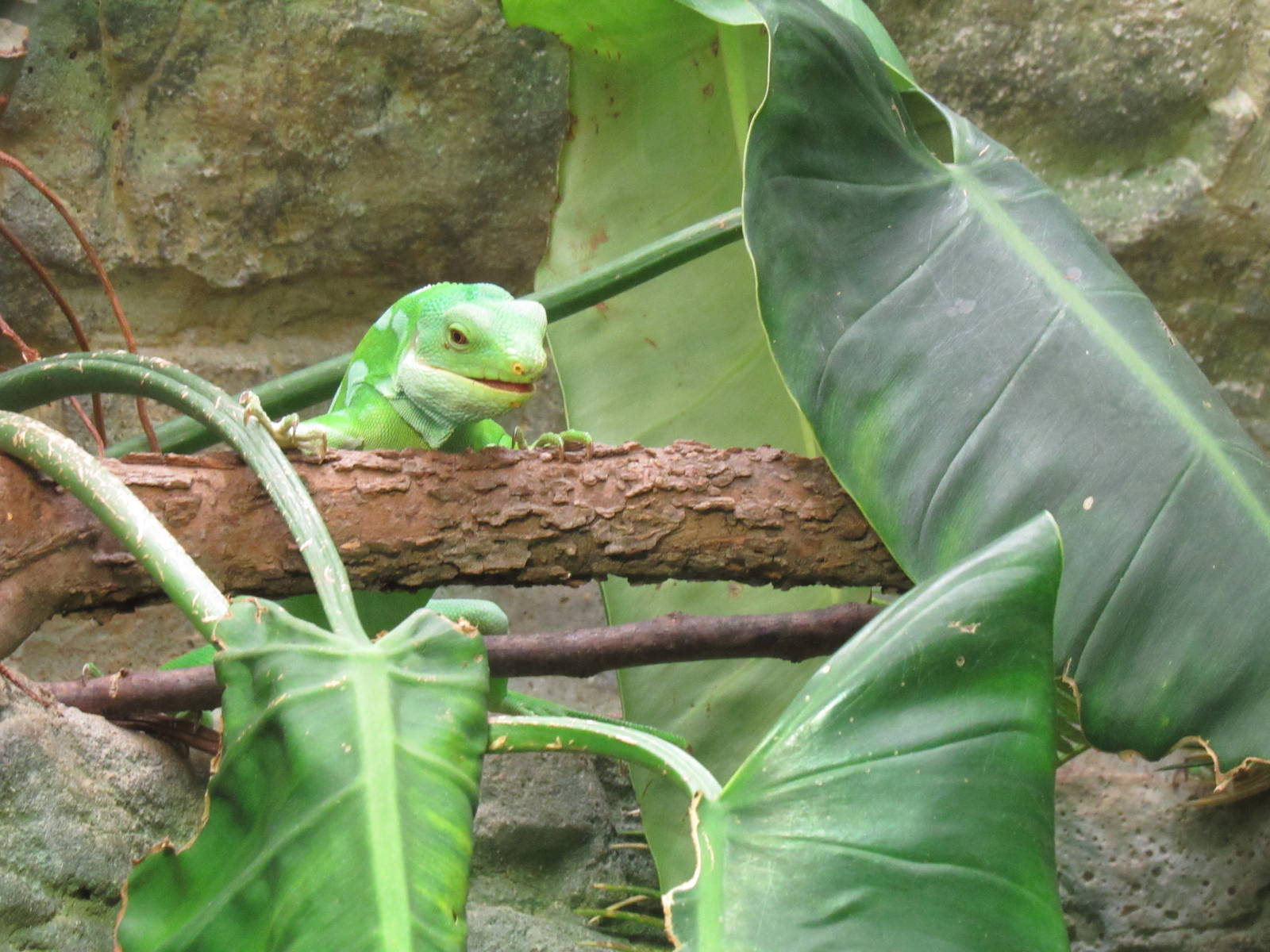 Fiji Banded Iguana