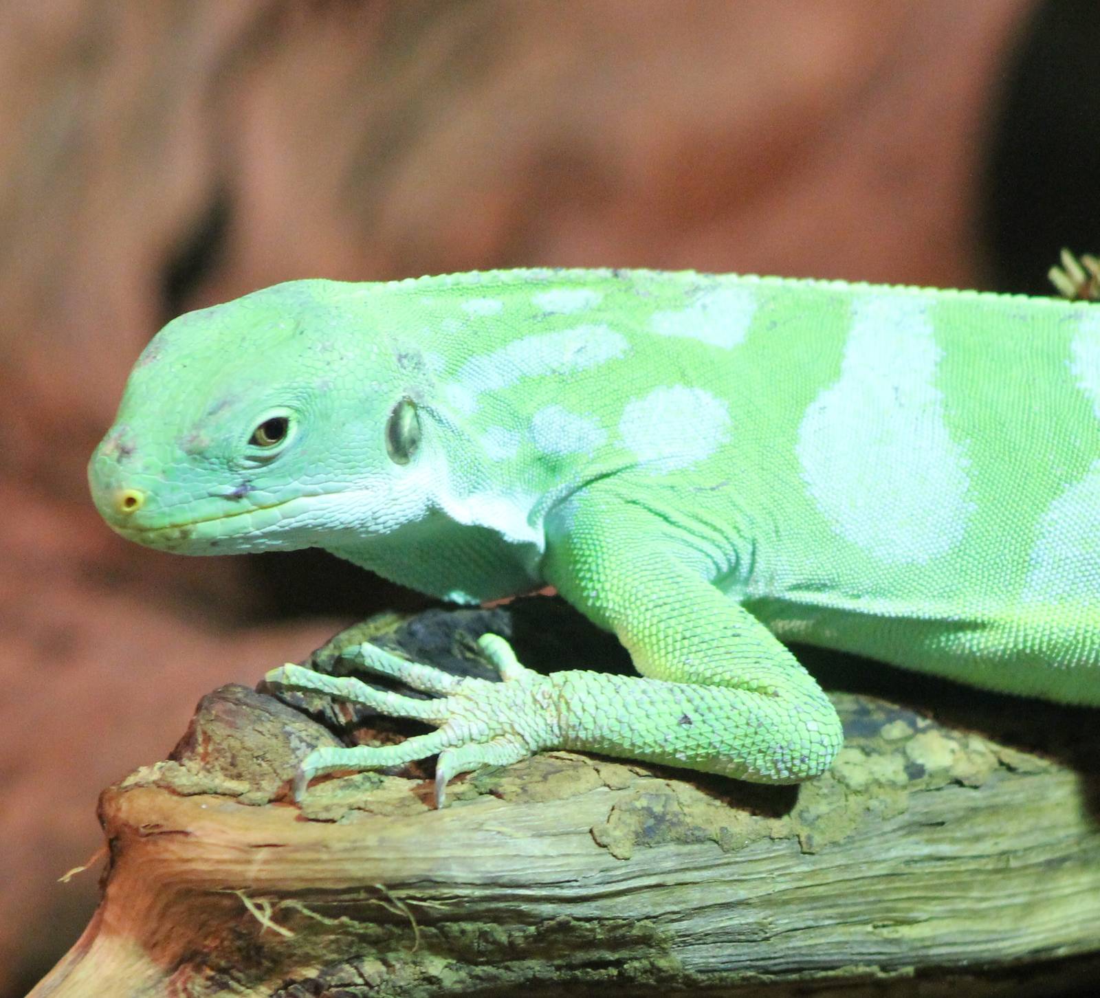 Fiji banded iguana