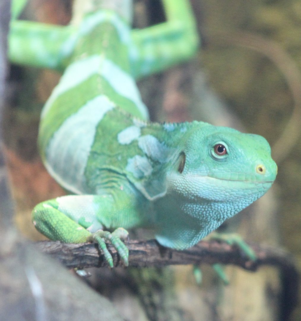 Fiji banded iguana