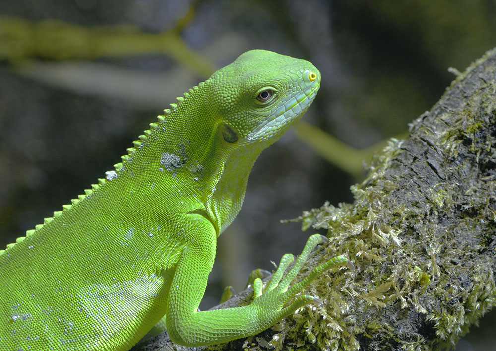 Fiji banded iguana