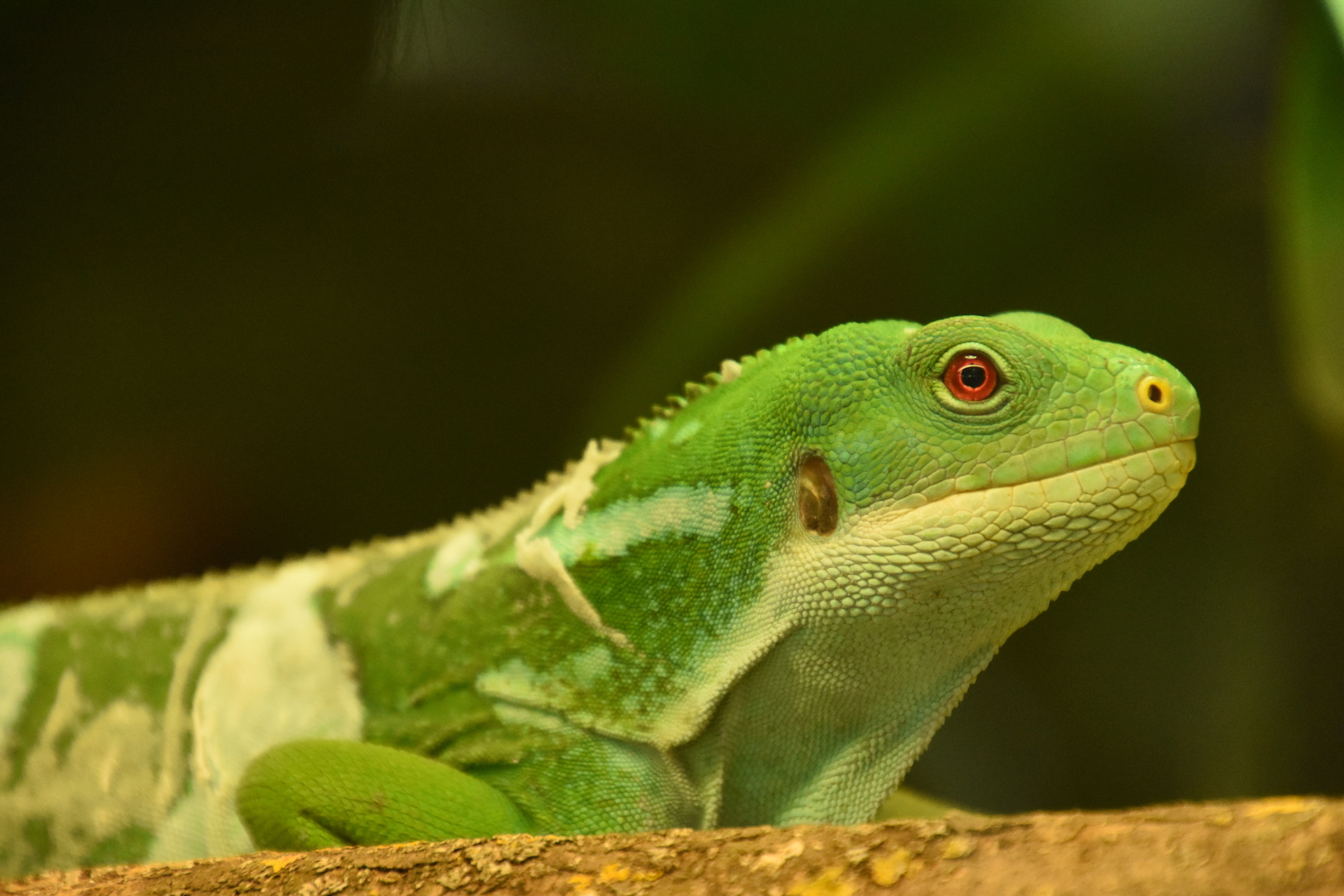 Fiji banded iguana