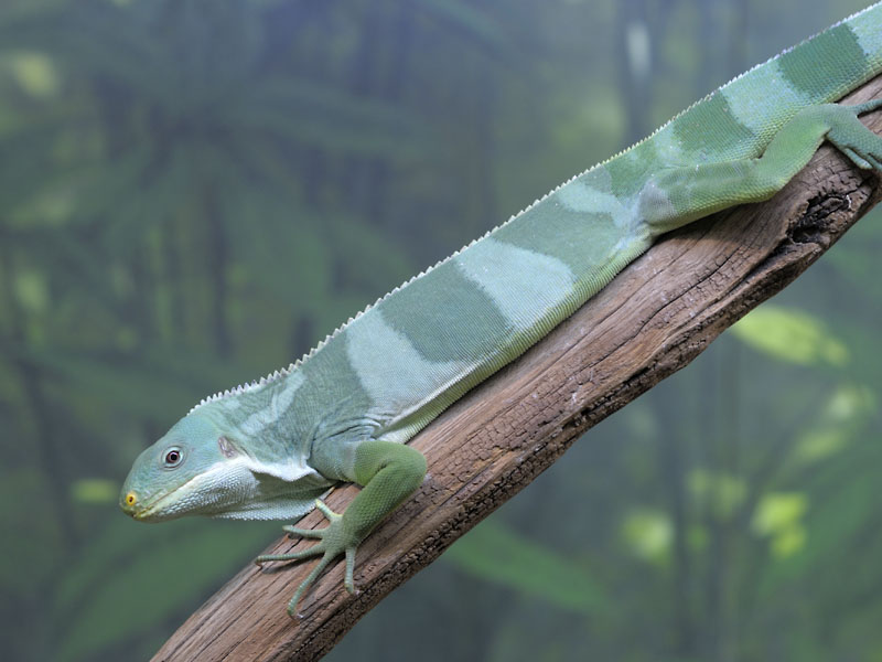Fiji banded iguana