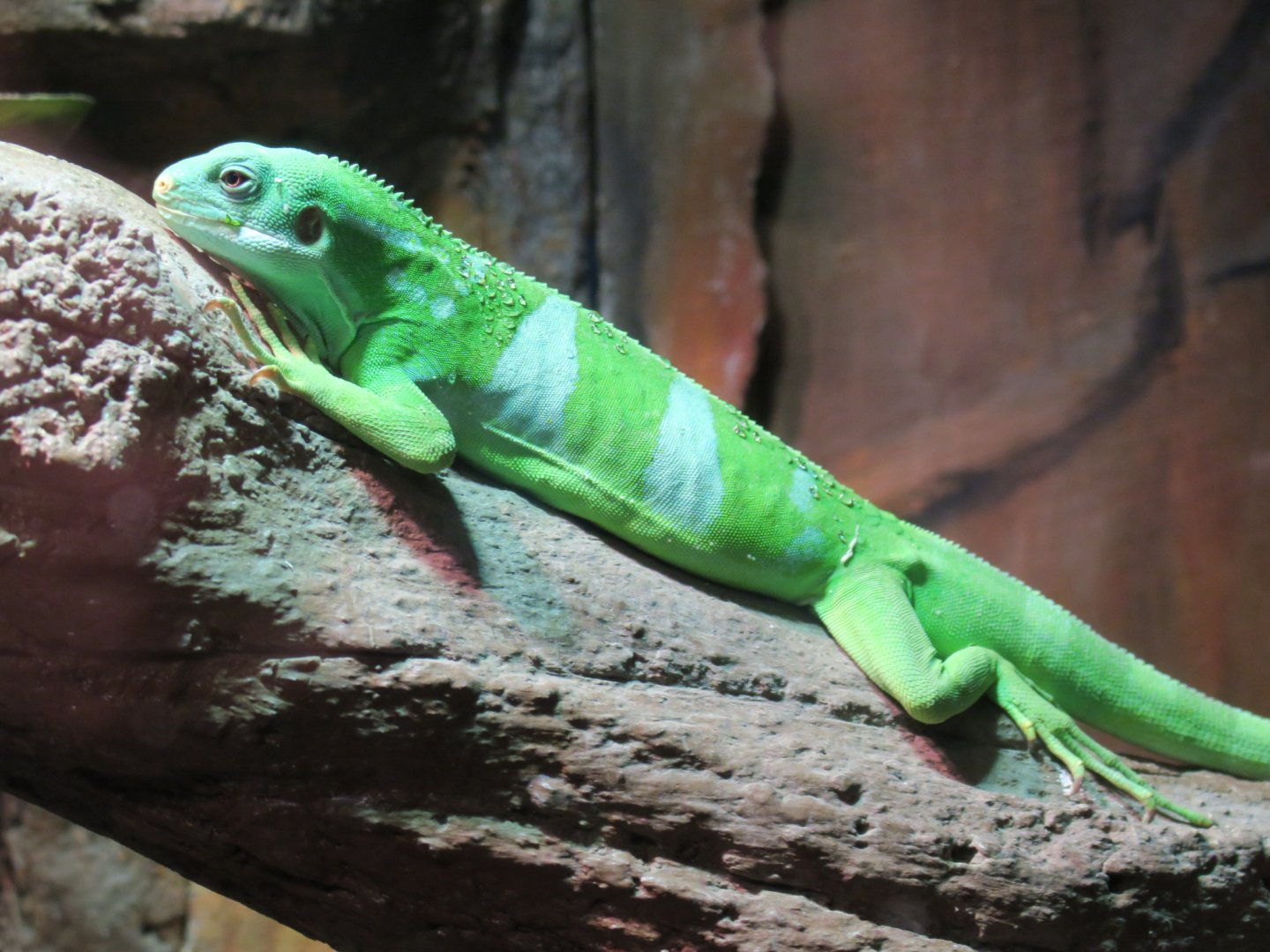 Fiji banded iguana