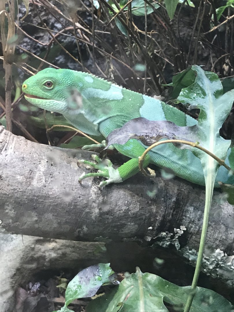 Fiji banded iguana