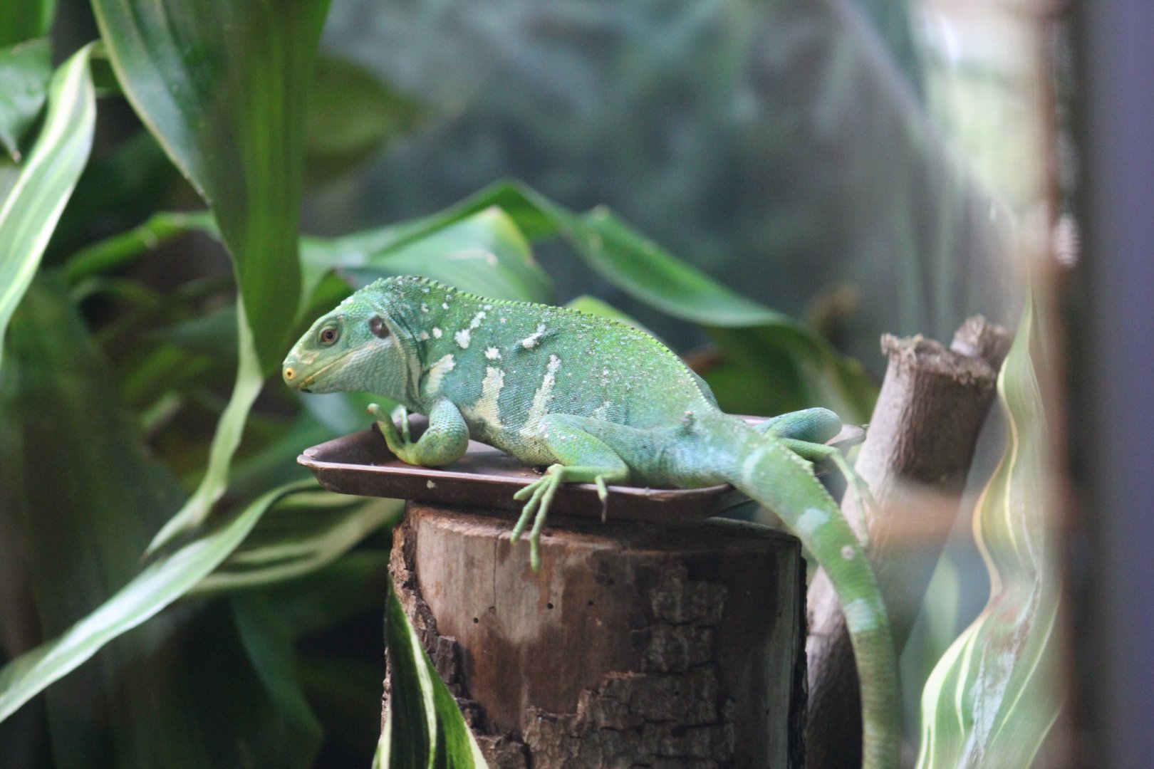 Fiji Banded Iguana