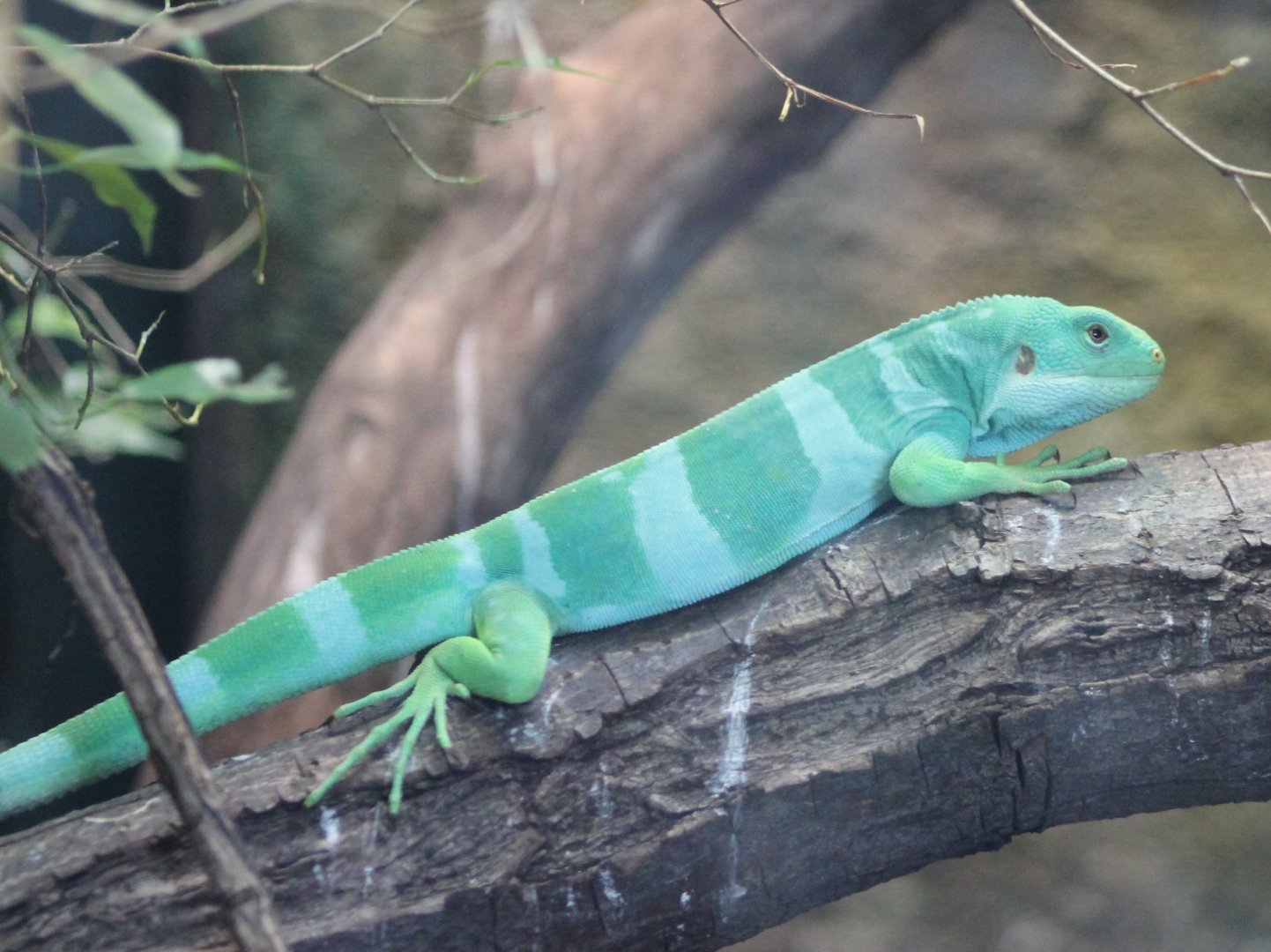 Fiji banded iguana