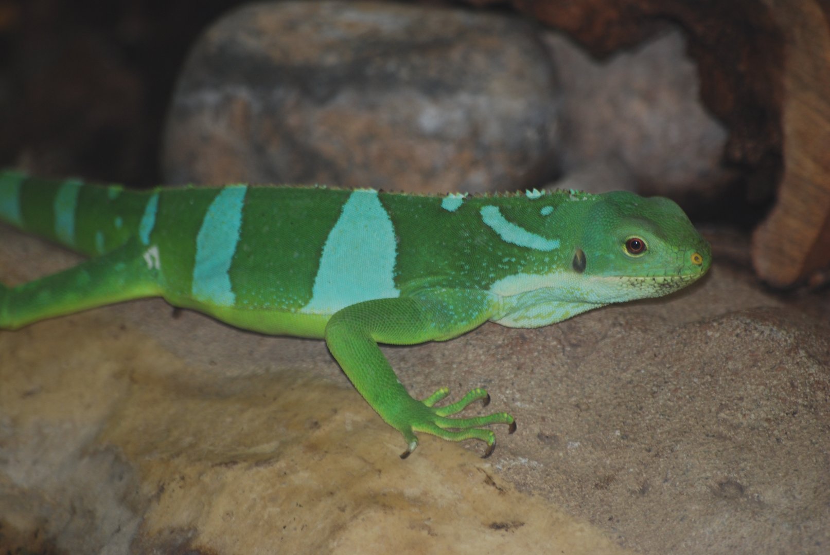Fiji banded iguana