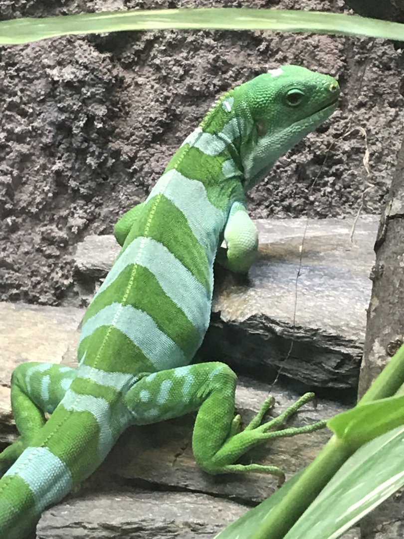 Fiji banded iguana