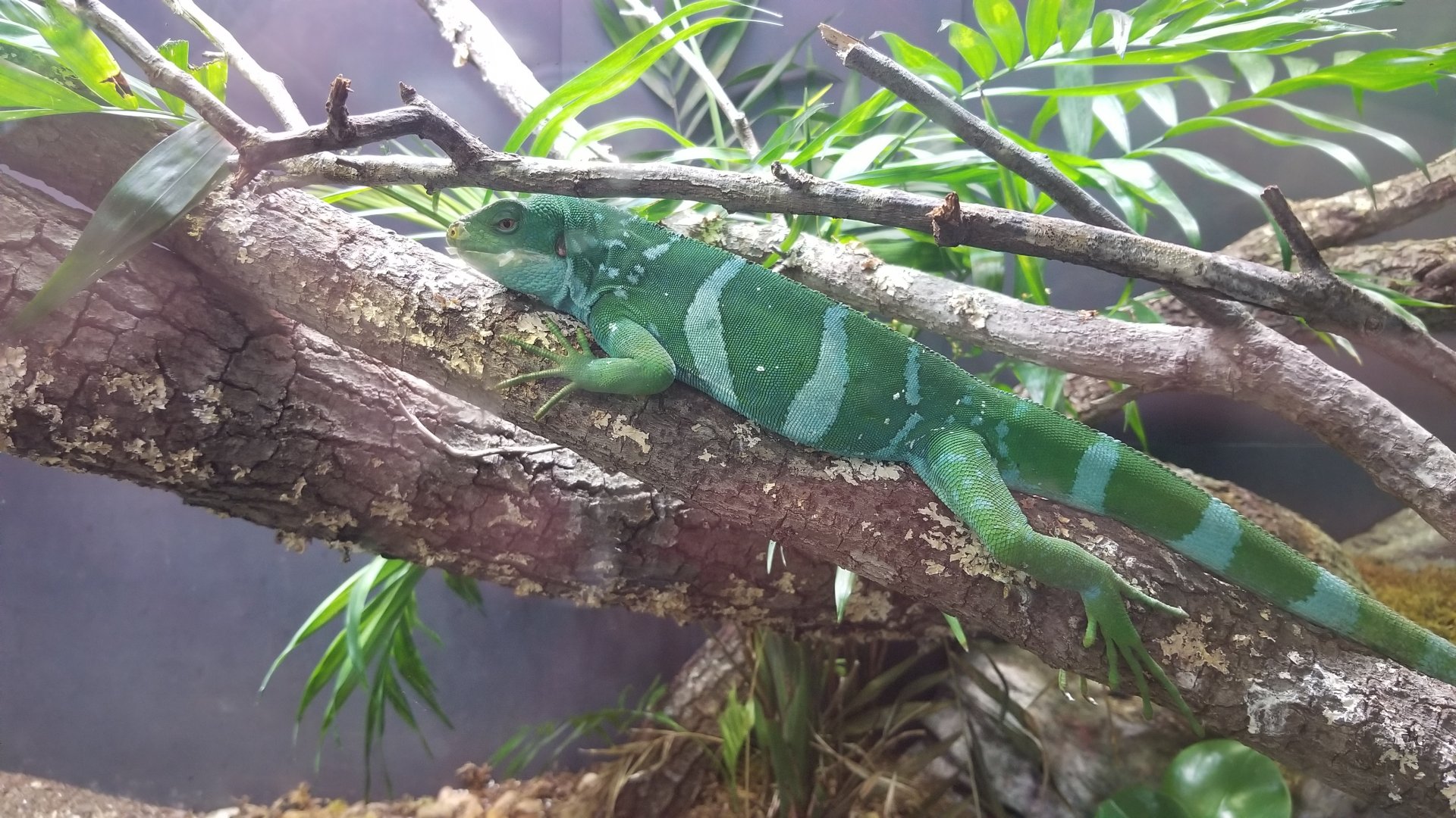 Fiji Banded Iguana