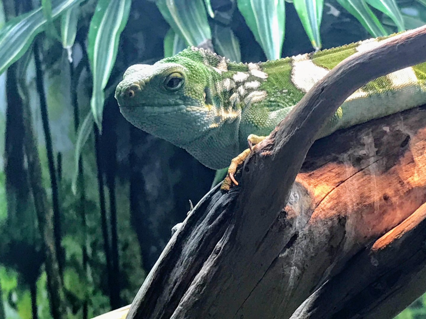 Fiji Banded Iguana