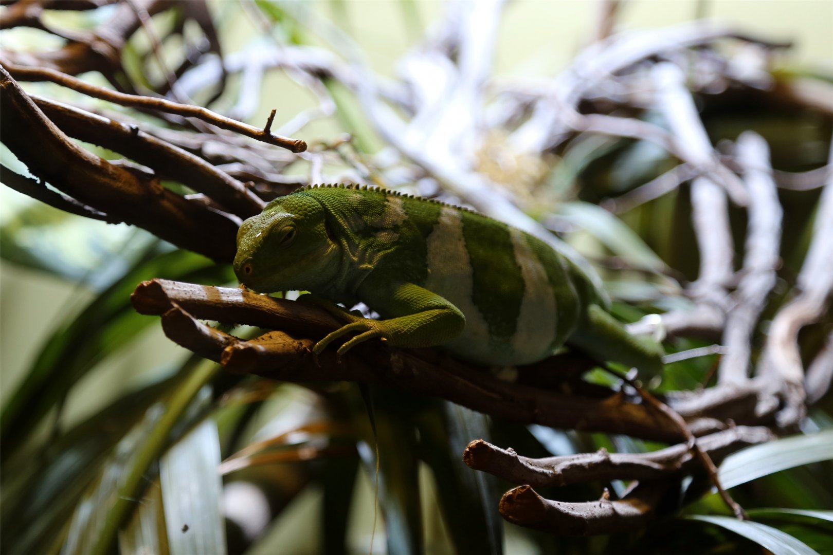 Fiji Banded Iguana