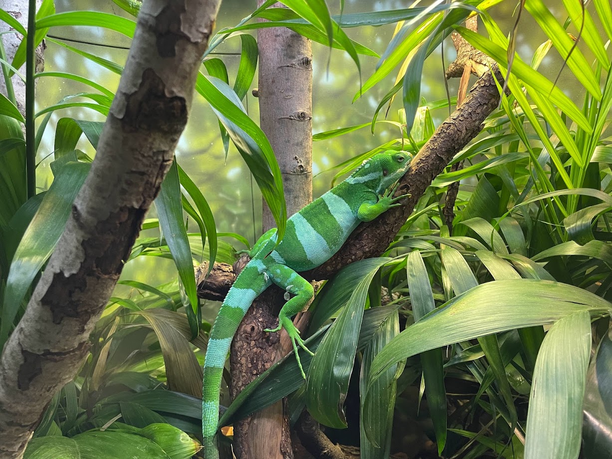 Fiji Banded Iguana